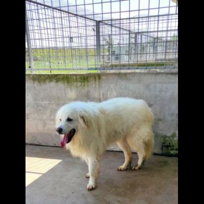 DUE MERAVIGLIE DIMENTICATE, CANI IN ADOZIONE - Foto 6