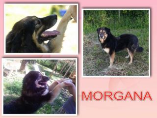 MORGANA, la bontà fatta cane