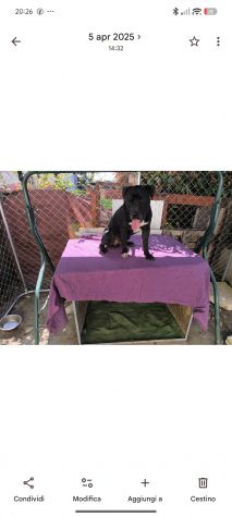 Simil amstaff - Foto 3