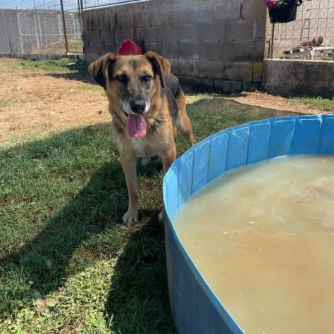 BEA INVISIBILE TRA I TANTI, TENERISSIMA E PACATA CAGNOLINA IN ADOZIONE TG MEDIA - Foto 6