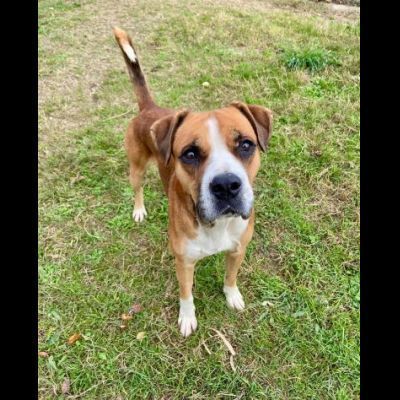 NADIR SIMIL BOXER SOCIEVOLE EDUCATO CANE IN ADOZIONE - Foto 9