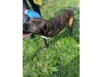 Tasha adozione cane tripode