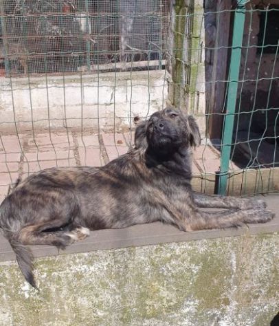 NATIA, dolcissima cagnolina - Foto 3