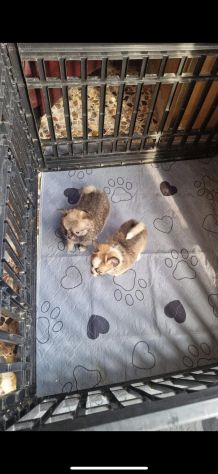 Chihuahua