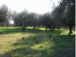terreno agricolo ad Auletta