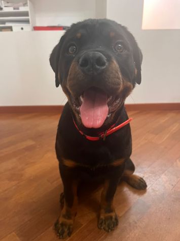 Cuccioli Rottweiler ultimo cucciolo PREZZO SPECIALE - Foto 2