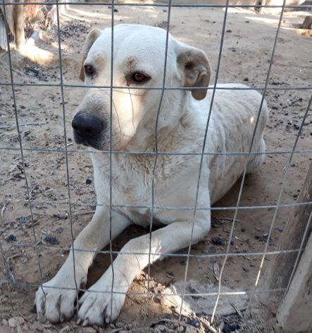Kevin dolcissimo simil labrador - Foto 4