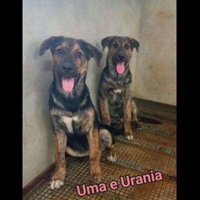 UGO, gioioso e dolcissimo cucciolo in adozione - Foto 7