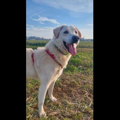 FOSTER CARATTERE ECCEZIONALE CANE IN ADOZIONE - Foto 2