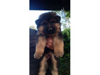 Splendidi cuccioli di pastore tedesco