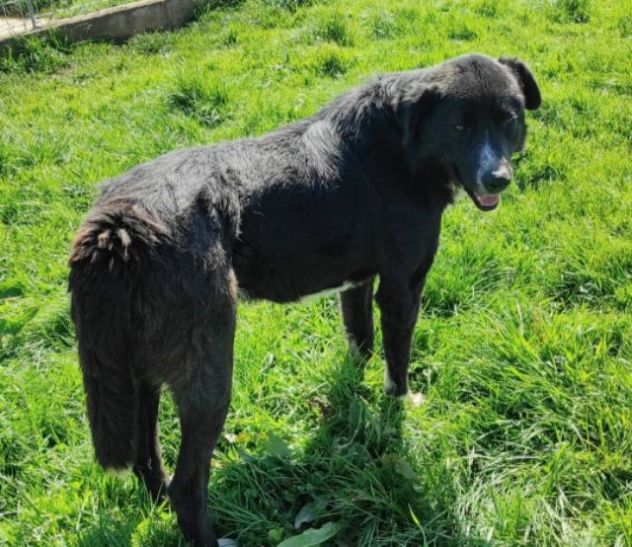 CAGNOLINO CERCA CASA - Foto 4