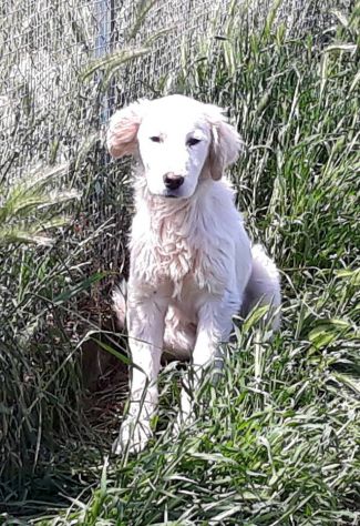 LOTHAR, tenero cucciolone mix setter - Foto 4