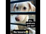 SAMUEL DELICATO E DOLCISSIMO CUCCIOLO IN ADOZIONE