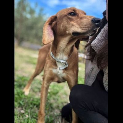 DIAMANTE SOCIEVOLE DELICATO CANE IN ADOZIONE TG CONTENUTA - Foto 4