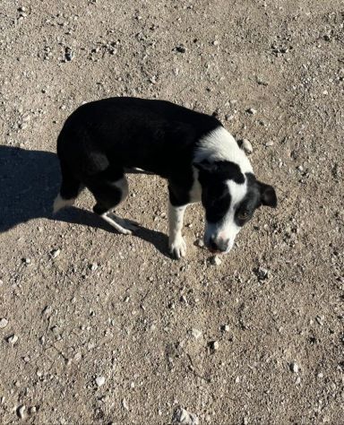 TRILLY 10 MESI 10 KG - Foto 2