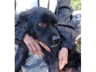 Amigo (taglia mediopiccola) allegro e affettuoso