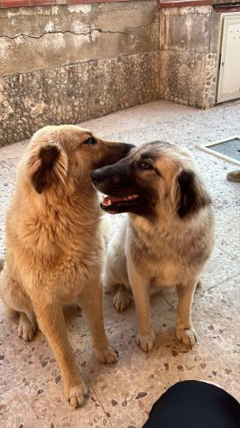 CERCHIAMO CASA PER DUE CUCCIOLONE - Foto 4