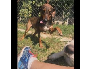 MELAMPO, OCCHIONI DOLCI, CAGNOLINO IN ADOZIONE