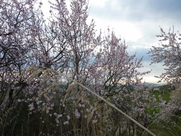 Casale in vendita a Offida - Foto 20