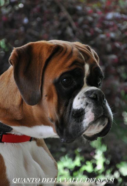 BOXER CUCCIOLI DISPONIBILI - Foto 7