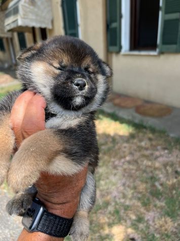 Cuccioli di Shiba Inu (con pedigree ENCI) - Foto 4