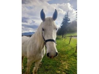 A cavallo!