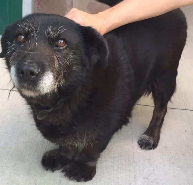MIA, cagnolina buona e socievole - Foto 3