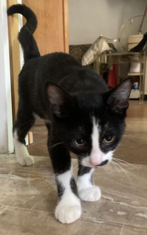gattino tuxedo di 4 mesi - Foto 4