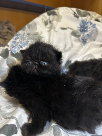 Cuccioli persiani exotic shorthair - Foto 4
