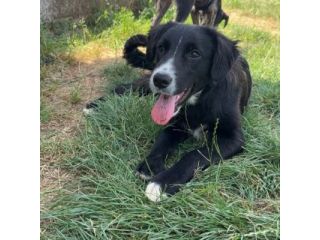 FLIC LA TENEREZZA CERCA CASA, CUCCIOLO IN ADOZIONE