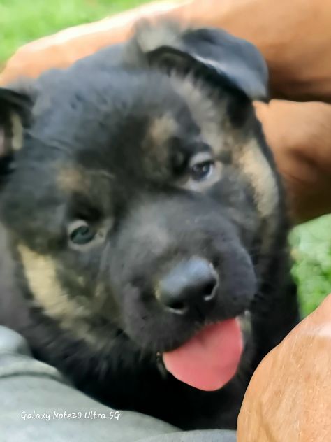 Vendo cuccioli di pastore tedesco linee da lavoro - Foto 2