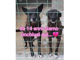 DEA E ZEUS 14 ANNI taglia media