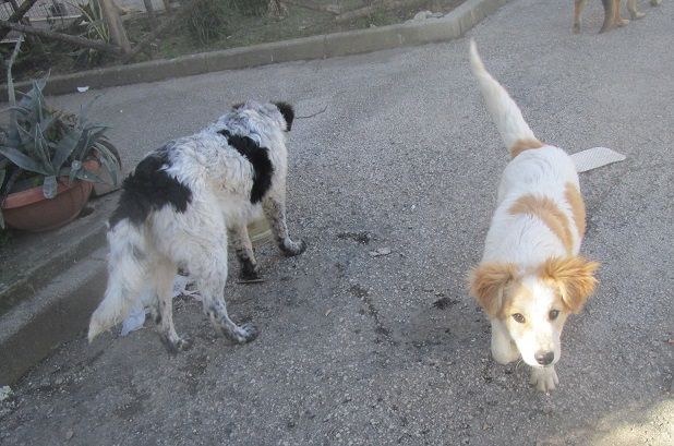 BLONDIE E BILLY, cuccioli gioiosi - Foto 6