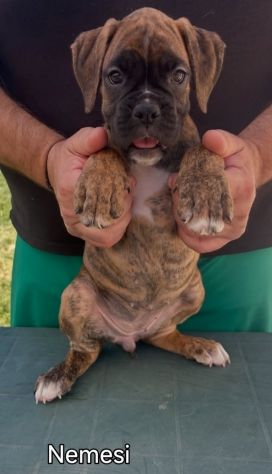Cuccioli boxer da Riproduzione Selezionata - Foto 8