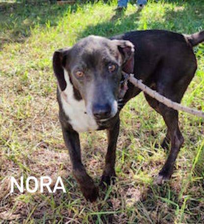 Nora
