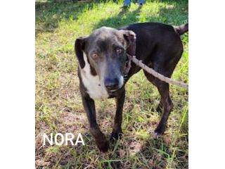 Nora