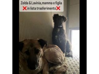 ZELDA (mamma) E LAVINIA (figlia), dolcissime CAGNOLONE IN ADOZIONE