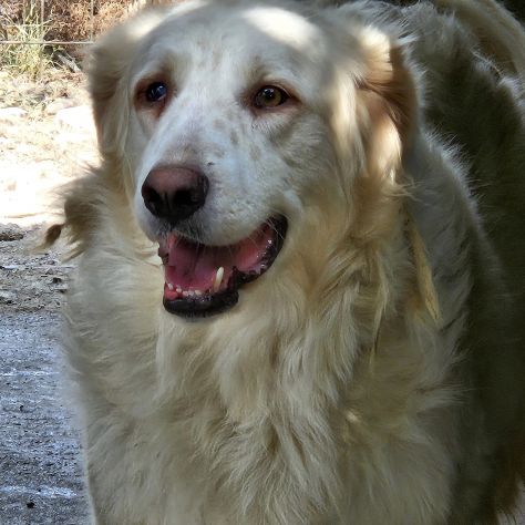 DANTE E ULISSE MIX PMA E GOLDEN CERCANO CASA, CANI IN ADOZIONE - Foto 3