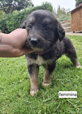 CUCCIOLI 2 MESI taglia media IN CANILE - Foto 9