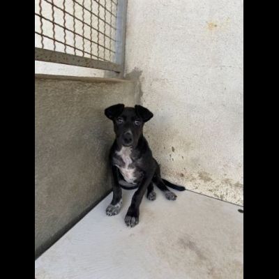 GILDA, OCCHIONI CHE IMPLORANO CUCCIOLA IN ADOZIONE - Foto 3