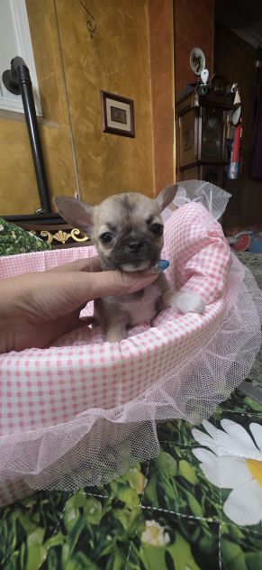 Chihuahua cuc di - Foto 4