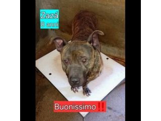 ZAZA' straordinario dolce simpaticone cane in adozione