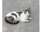 PRINCIPESSA - gattina di 2 anni