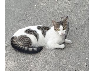 PRINCIPESSA - gattina di 2 anni