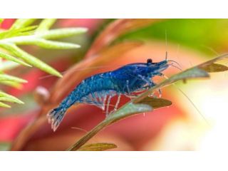 Neocaridine - gamberetti nani