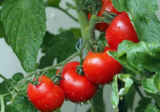 Ripetizioni di materie tecnico/agrarie scientifiche