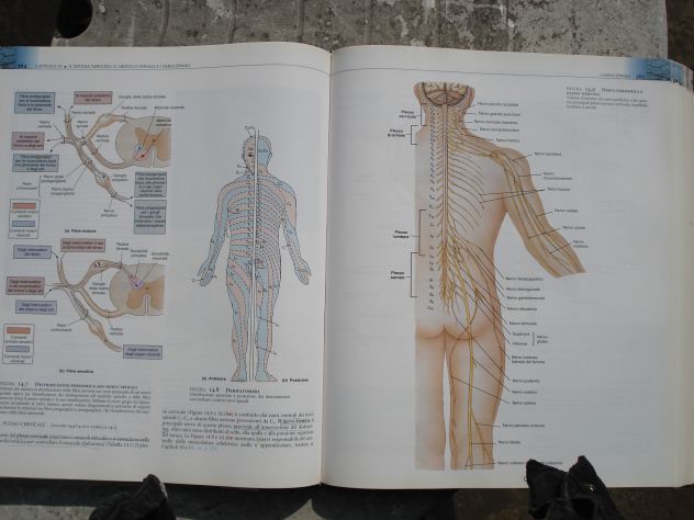 VOLUME DI ANATOMIA UMANA EDITORE EDISES, SCRITTO DA MARTINI,TIMMONS,TALLITSCH - Foto 4