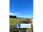 zona Salice / via Camporeale terreno agricolo Ha 2,00 fronte strada a E 70.000