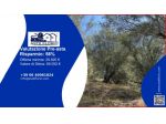 Immobile in asta di 27621 m² in vendita a Galatro
