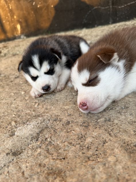 Cuccioli di husky - Foto 4